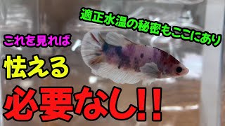 病気 治療 事前にこれを意識するべき コショウ病の原因と治し方 ベタ Youtube 病気 治療 事前にこれを意識するべき コショウ病の原因と治し方 ベタ Youtube