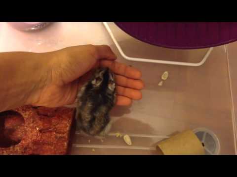 Video: How To Tame A Dzungarian Hamster