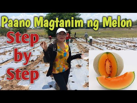 Video: Paano Magtanim ng Melon Vines - Mga Tip Para Magtanim ng Melon