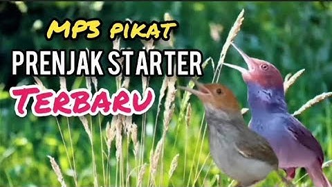 Suara Pikat PRENJAK STARTER RIBUT TERBARU Ampuh Untuk Pikat Prenjak Dan Semua Jenis Burcil