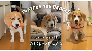 Tuayfoo fortnightly wrap up Ep.3 | ถ้วยฟู | Beagle in Perth