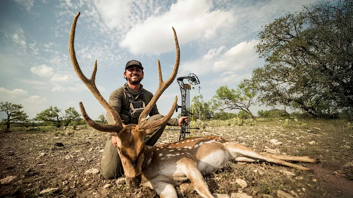 HUNTING THE ROAR IN TEXAS (Bowhunting Axis Deer)