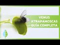 CUIDADOS de la VENUS ATRAPAMOSCAS 🌱🦟 ¡Sustrato, REPRODUCCIÓN, trasplante y más!