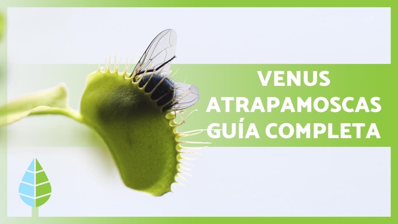 CUIDADOS de la VENUS ATRAPAMOSCAS 🌱🦟 ¡Sustrato, REPRODUCCIÓN, trasplante y más!