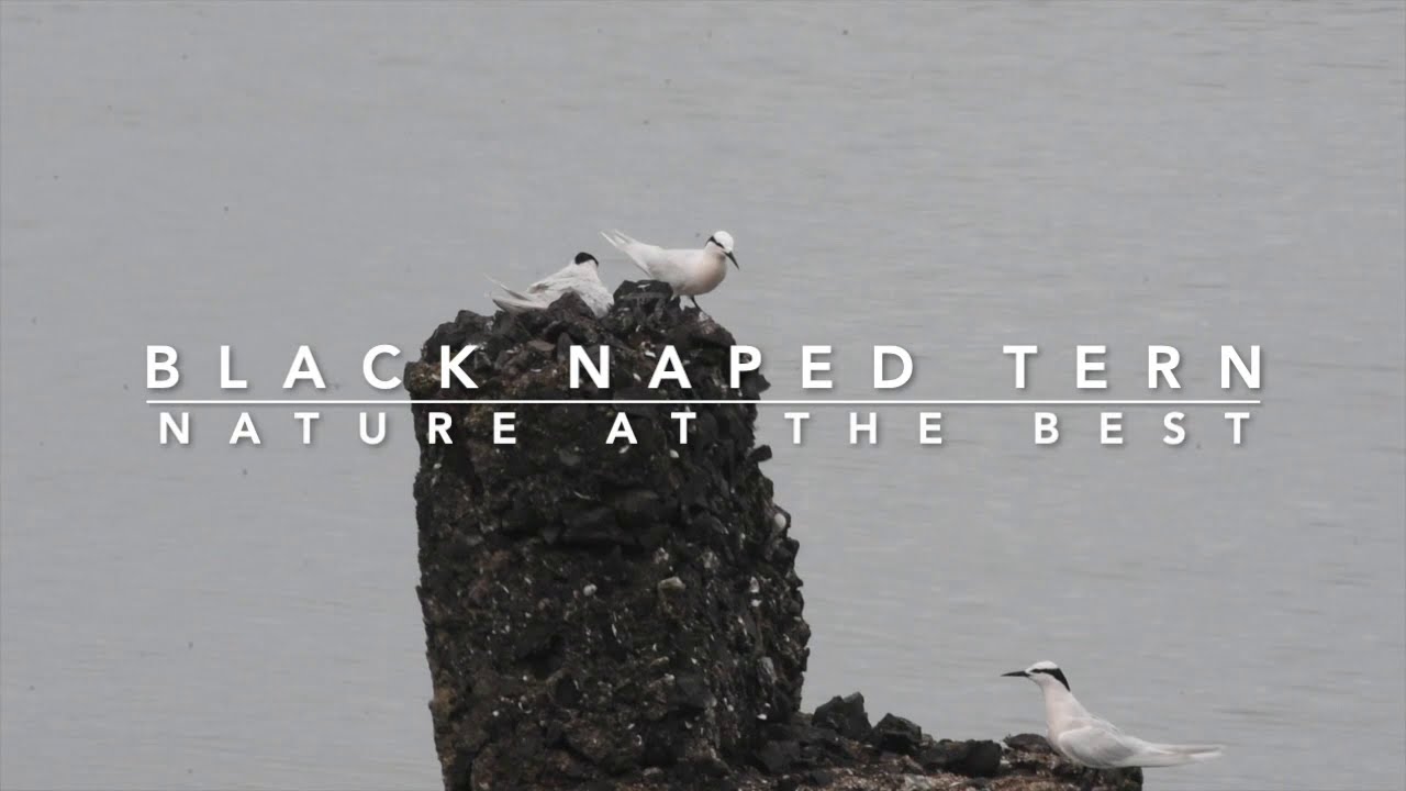 Birds of Andamans - Black-naped Tern, Family time, Andaman & Nicobar