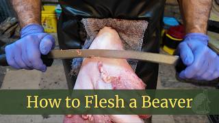 Beaver Fleshing for Beginners Step by Step Guide to Better Pelts