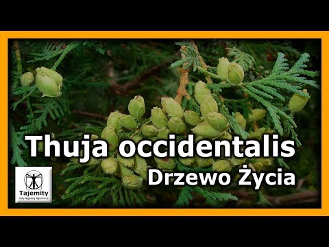 Wideo: Drzewo Życia - Tuja