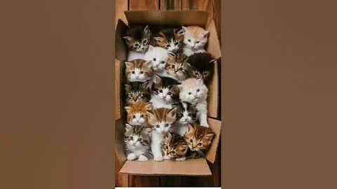 Watch the video about Cute Kittens 🤩 #cat #cute #catvideos #funny
