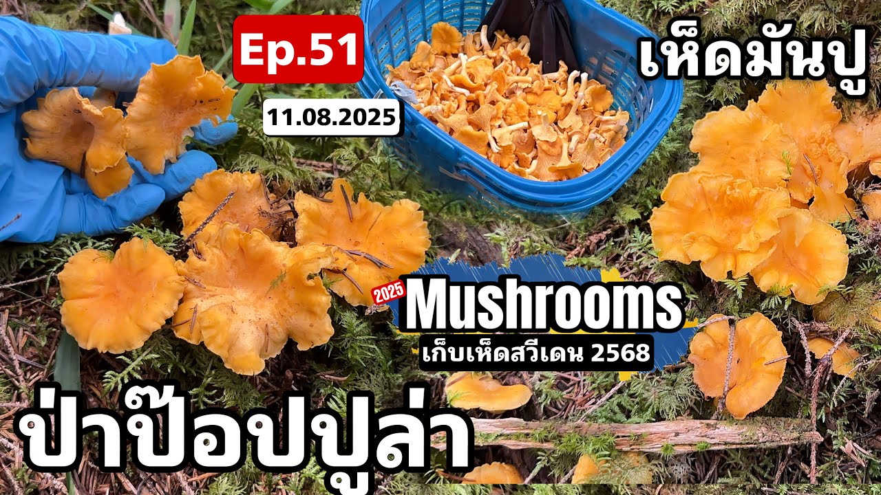 Ep.51 (11 ส.ค.68) ป่า Popular มาทีไรก็โชคดีเสมอ ป่าสวย เห็ดสวยมาก เก็บเห็ดมันปูสวีเดน