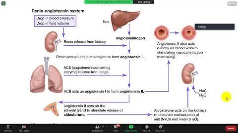 DƯỢC LÝ - TIM MẠCH (P2)