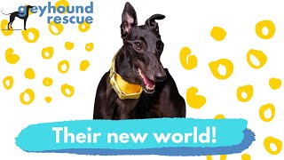 Greyhound Rescue - Their New World