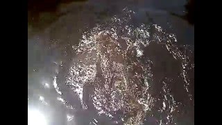 10 ft florida gator vs. 10 lb softshell turtle