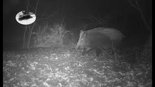 Campark T150 wild boar hunting - TRAIL CAMERA TEST