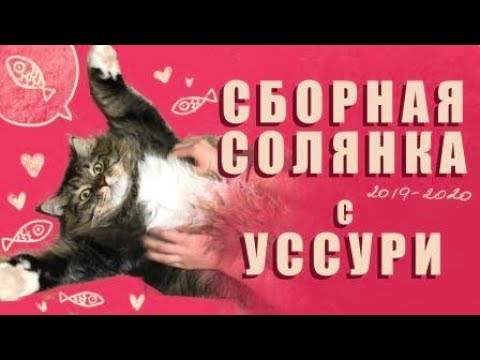 Сибирский-кот-Уссури-РАЗНОЕ---funny-siberian-cat