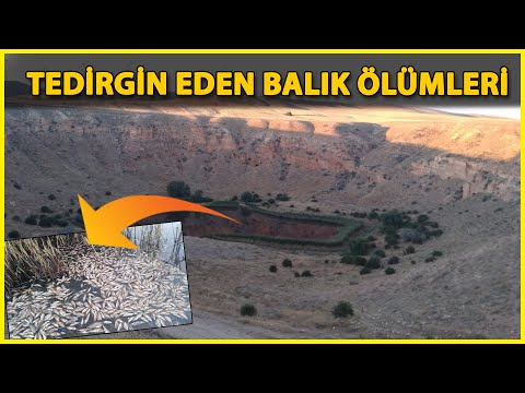 Obruk Gölü’nde Yüzlerce Balık Öldü