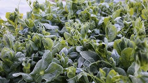 Plant protection from spring frost, which plants and how to do it