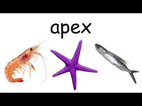 【APEX LEGENDS】shrim star fih 【#VSPOEN #ErisSuzukami 】