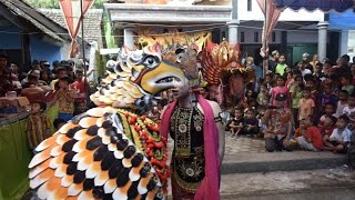 Penari Cantik Dimakan Burung di Jaranan Cluring