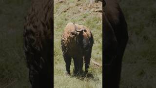 Must do in Bhutan | Mothithang Takin Preserve & Café | National animal of Bhutan #bhutantravel