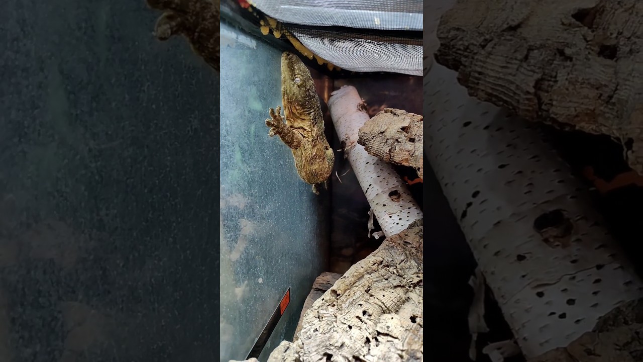 The World s Largest Gecko Does WHAT YouTube The World s Largest Gecko Does WHAT YouTube