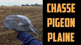 Chasse du pigeon en plaine 2022