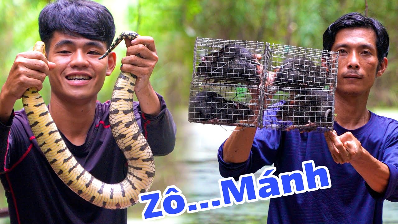 Bẫy Chuột Cống, Dính Rắn Khủng Nghề Kiếm Bạc Triệu Ở Rừng U Minh