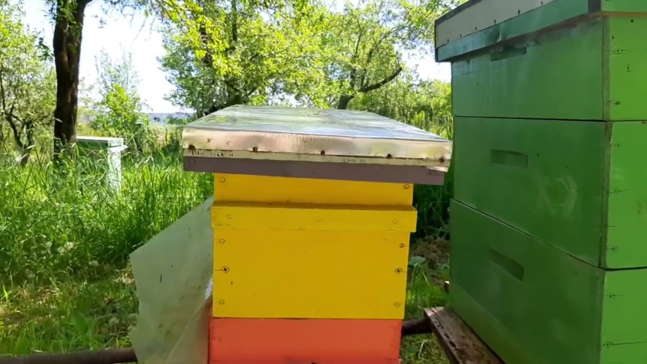 Apicultura în Cluj, înlocuirea reginelor, cele mai bune metode. 👑🐝🌼