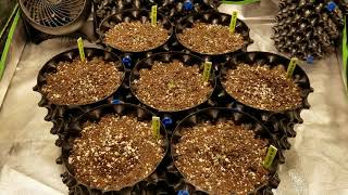 How to Grow Medical Marijuana Seed to Harvest - Day 4 from seed update