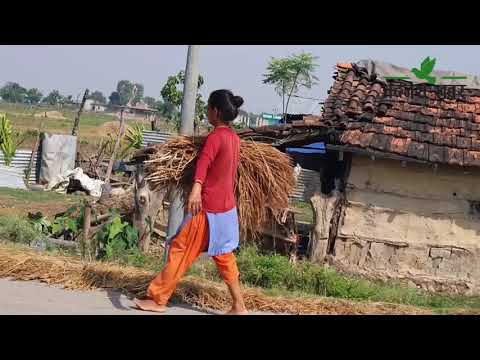 कैलाली–कञ्चनपुरमा जग्गा अधियाँ लिएर खेती गर्ने किसान मर्कामा, धान उम्रिएपछि बिल्लबाठ