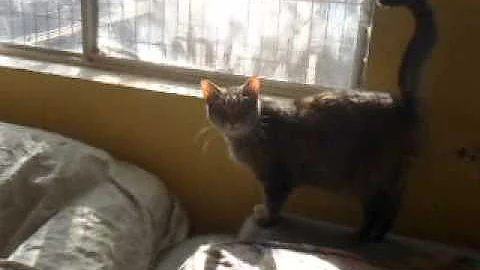 Video 1333771: beautiful abyssinian, gray cat, cat adoption, cat home