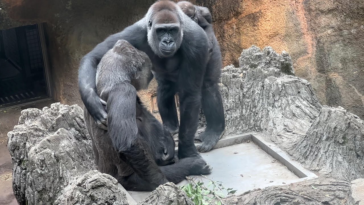 未公開編】トトさんにスモモちゃんの子守りをお願いするコモモちゃん