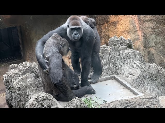未公開編】トトさんにスモモちゃんの子守りをお願いするコモモちゃん