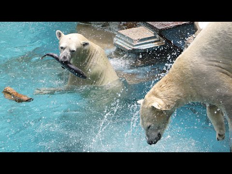 ホッキョクグマに魚プレゼント　天王寺動物園
