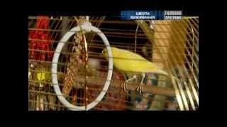 Школа Гейш В Главной Программе На Ictv