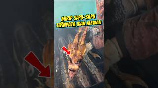 Ikan asap mahal dari Rusia. #faktaunik #faktamenarik #kuliner