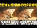 垃圾桶里有无数玫瑰 却没有一朵康乃馨 #cheems #cheems小剧场 thumbnail