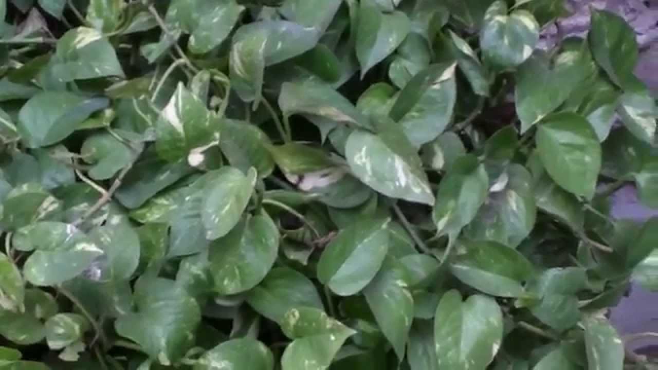 Google Nexus 6 Camera Test Ultra Hd 4k video recording and stabilization test