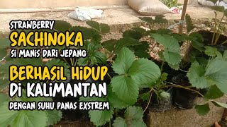 SUCCESS Jhon..SACHINOKA strawberries can be cultivated in Kalimantan