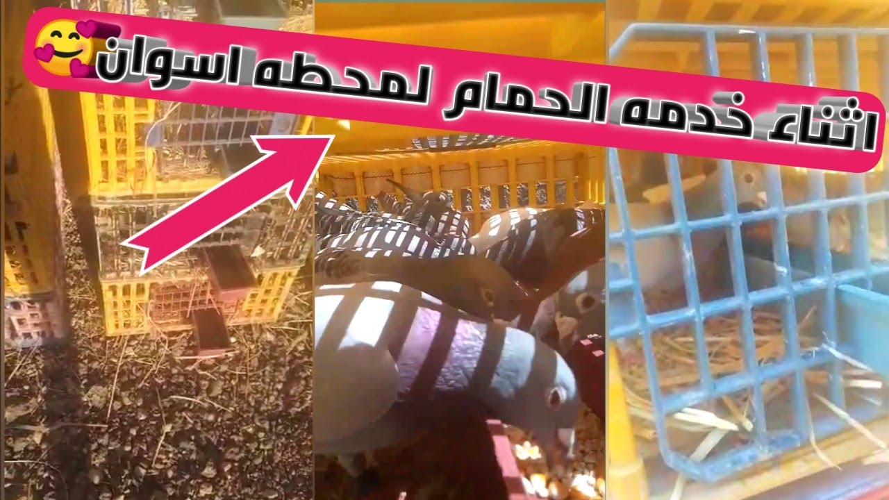 اثناء خدمه الحمام الزاجل من ابطال سوهاج لمحطه اسوان وشكر خاص لكل ابطال سوهاج وبالتوفيق للجميع🥰