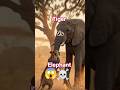 Tiger vs Elephant #wildlife #video #trending #animals