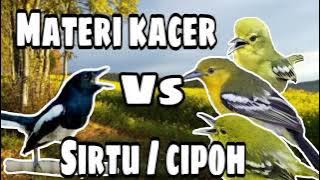 MATERI KACER Vs Sirtu / cipoh