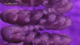 DNA Replication Animation   Super EASY