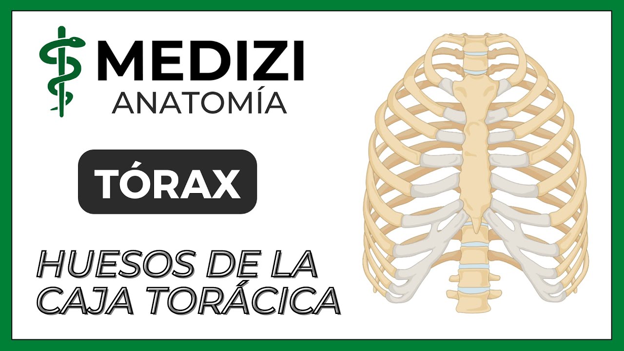 Anatomía Del Tórax Huesos De La Caja Torácica Youtube