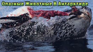 Опасные Животные В Антарктиде