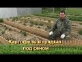 Картофель в грядках под сеном