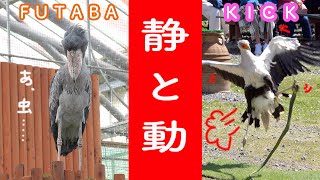 ハシビロコウふたばちゃんと、大好きな飼育員さんの導きで躍動するヘビクイワシのキックちゃん!午前のバードショー【春のふたば5】Shoebill FUTABA 2022 spring