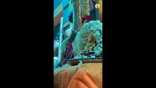 Glimpses of Adi Shankaracharya's Jayanthi Mahotsav at SCSVMV University & Shri Matam, Kanchipuram