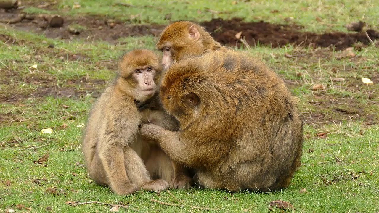Animal World Monkey Discovery (Part 1) YouTube