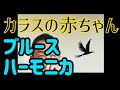 【童謡をブルースハーモニカで(今回はナチュラルマイナーポジション)♪】カラスの赤ちゃん♪【朝モニカ♫】