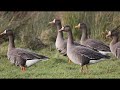 The Greater White-fronted Goose Call sound for Prefect hunting #Goose #white-fronted #call #sound
